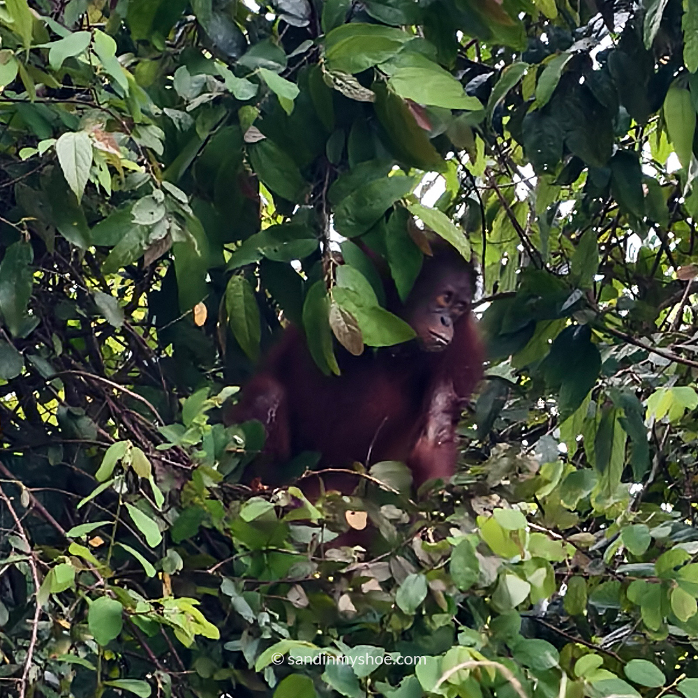 Young orangutan seen during Borneo safari on a Kinabatangan River cruise