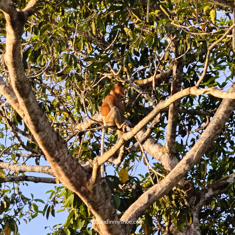 Proboscis monkey spotted during a borneo safari.