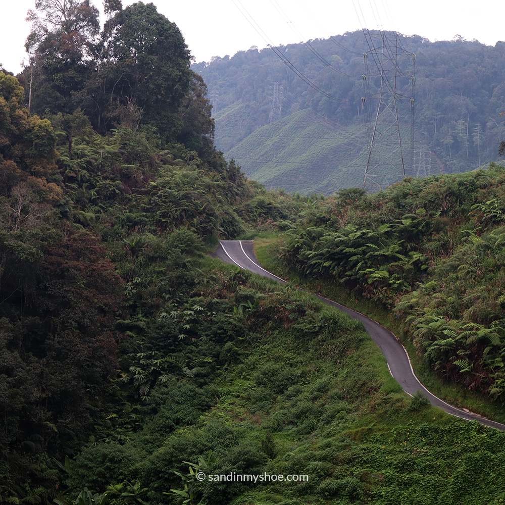 Winding road through Cameron Highlands, ideal for nature lovers on a 2-week Malaysia itinerary