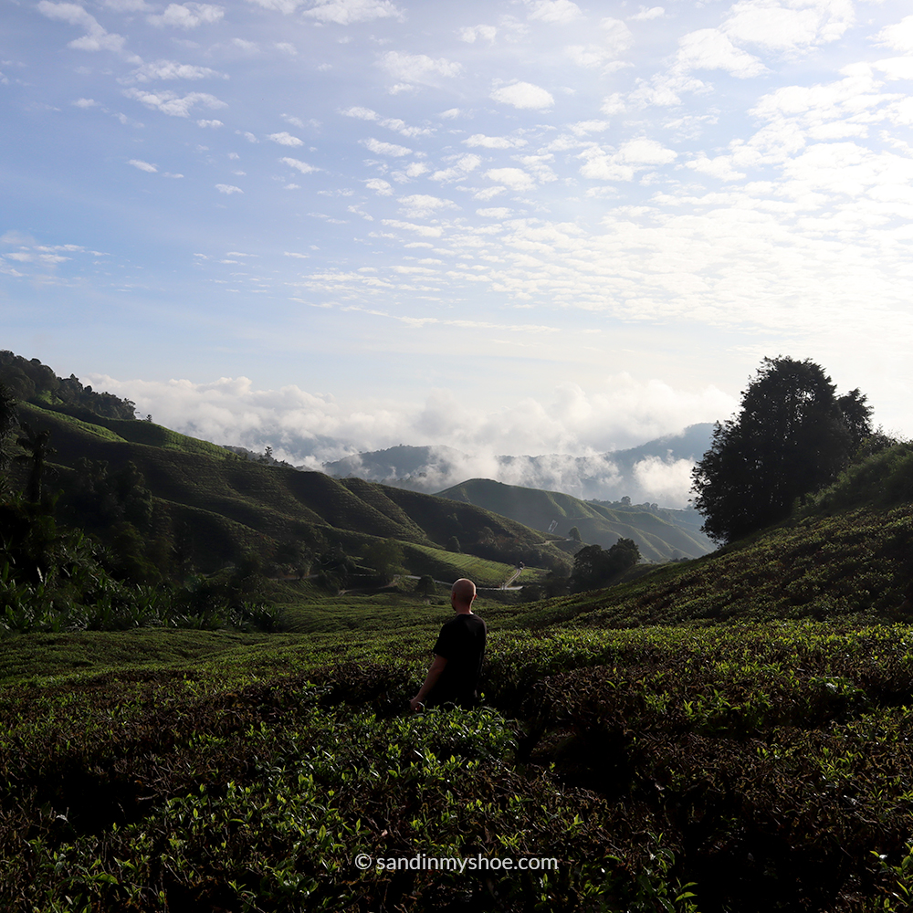 Cameron Highlands Tea Plantation - added stop in 3-week Malaysia itinerary