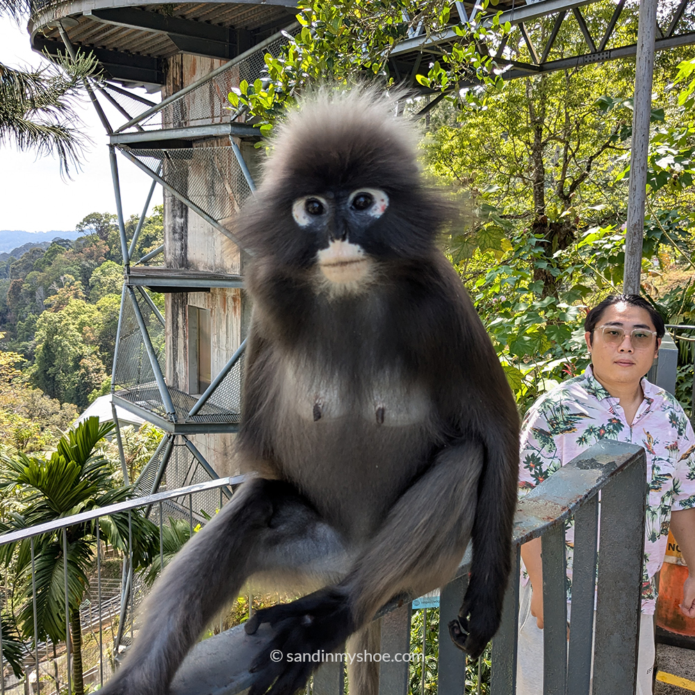 Monkey on Penang Hill, a scenic spot to add to a Malaysia 2-week or 3-week itinerary