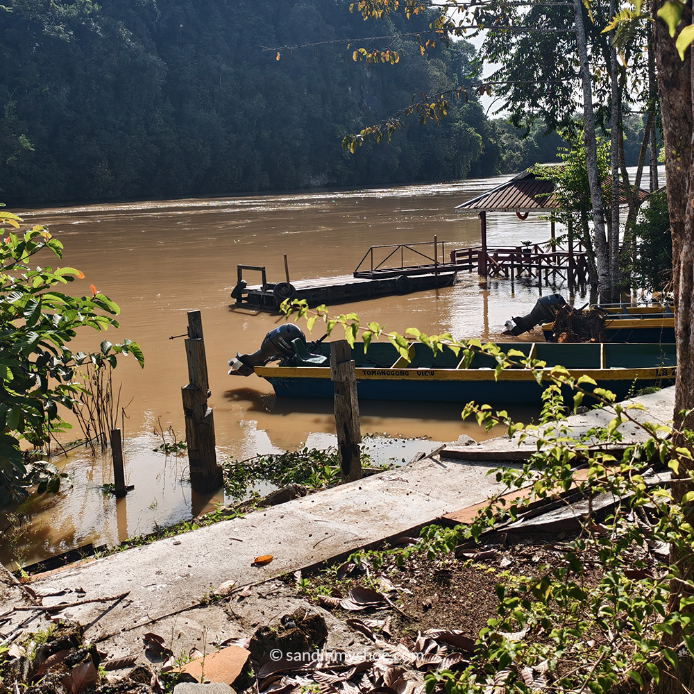 View of the Kinabatangan river cruise setting.