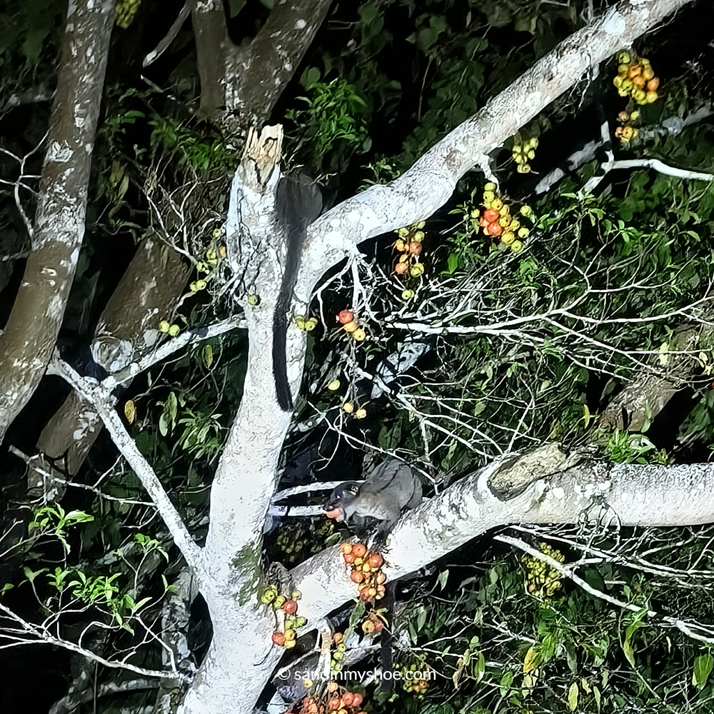Asian palm civet spotted having a snack during a Kinabatangan River Cruise.