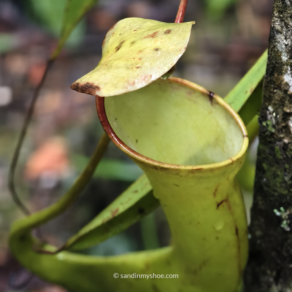 Carnivorous plant found in Kundasang, a unique attraction for a 3-week Malaysia itinerary