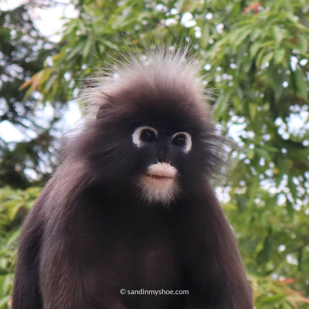 Petteri in front of Batu Caves’ rainbow staircase and towering Lord Murugan statue — a vibrant reason why Kuala Lumpur is worth visiting.