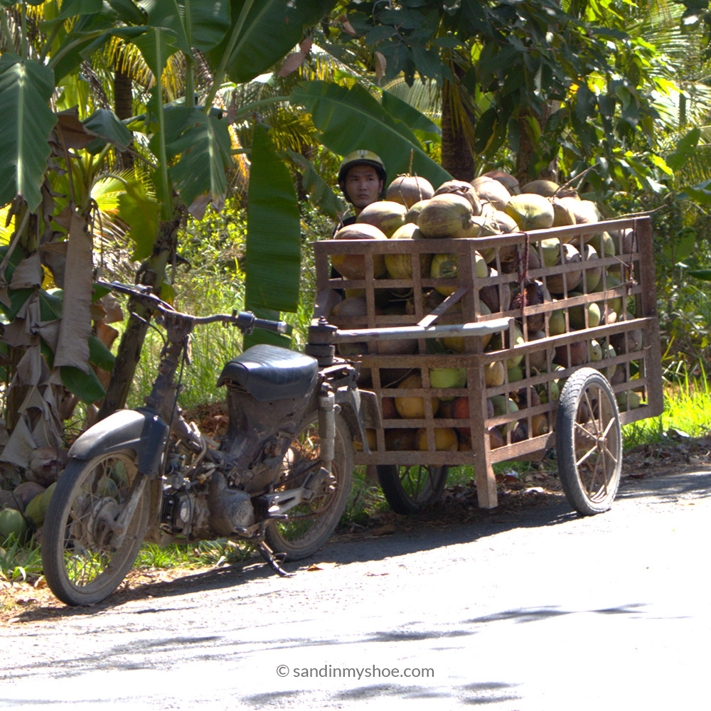 Local coconut man getting his fair share of coconuts for the day.