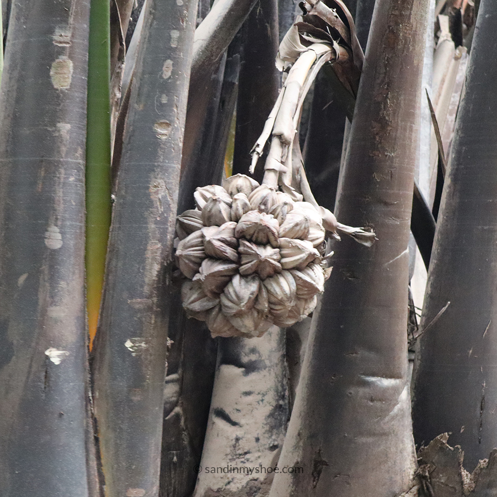 mekong delta - water coconut
