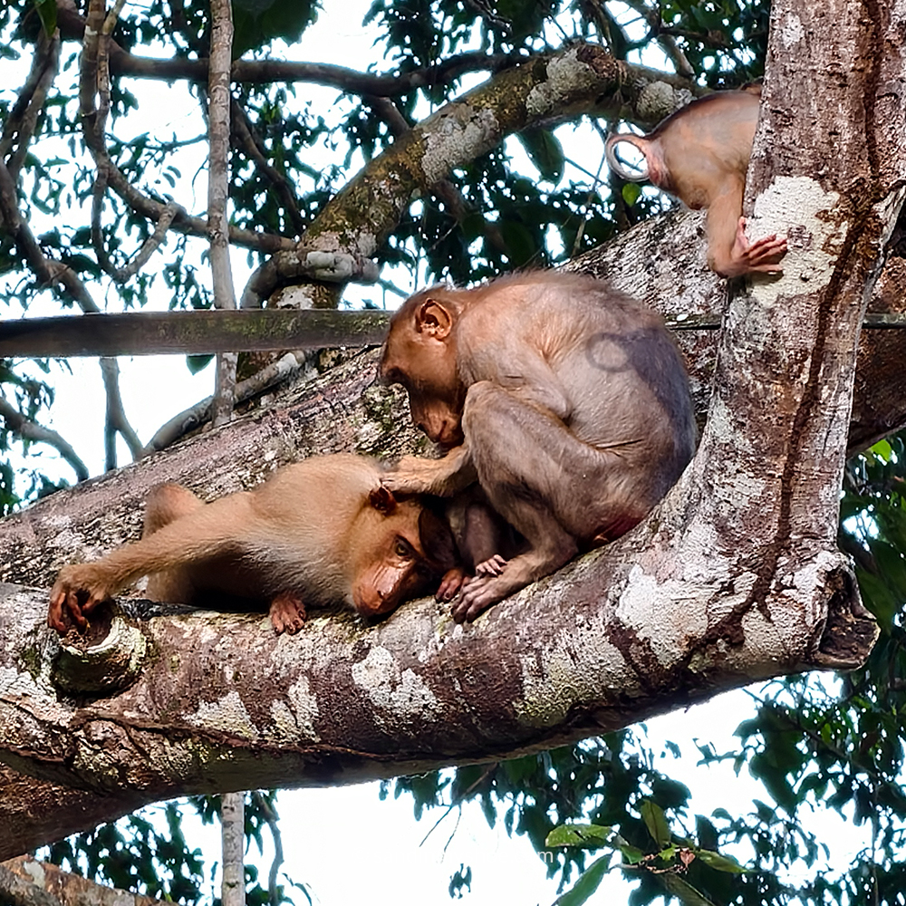 Two monkeys grooming each other during a Borneo safari near the Kinabatangan River