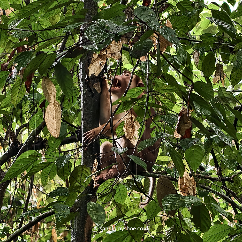 Monkey spotted in the forrest near the Gomantong Caves.