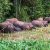 Pygmy Elephants seen on a Kinabatangan River Cruise.