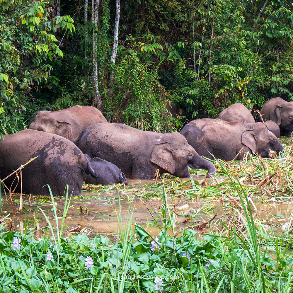 Pygmy Elephants seen on a Kinabatangan River Cruise.