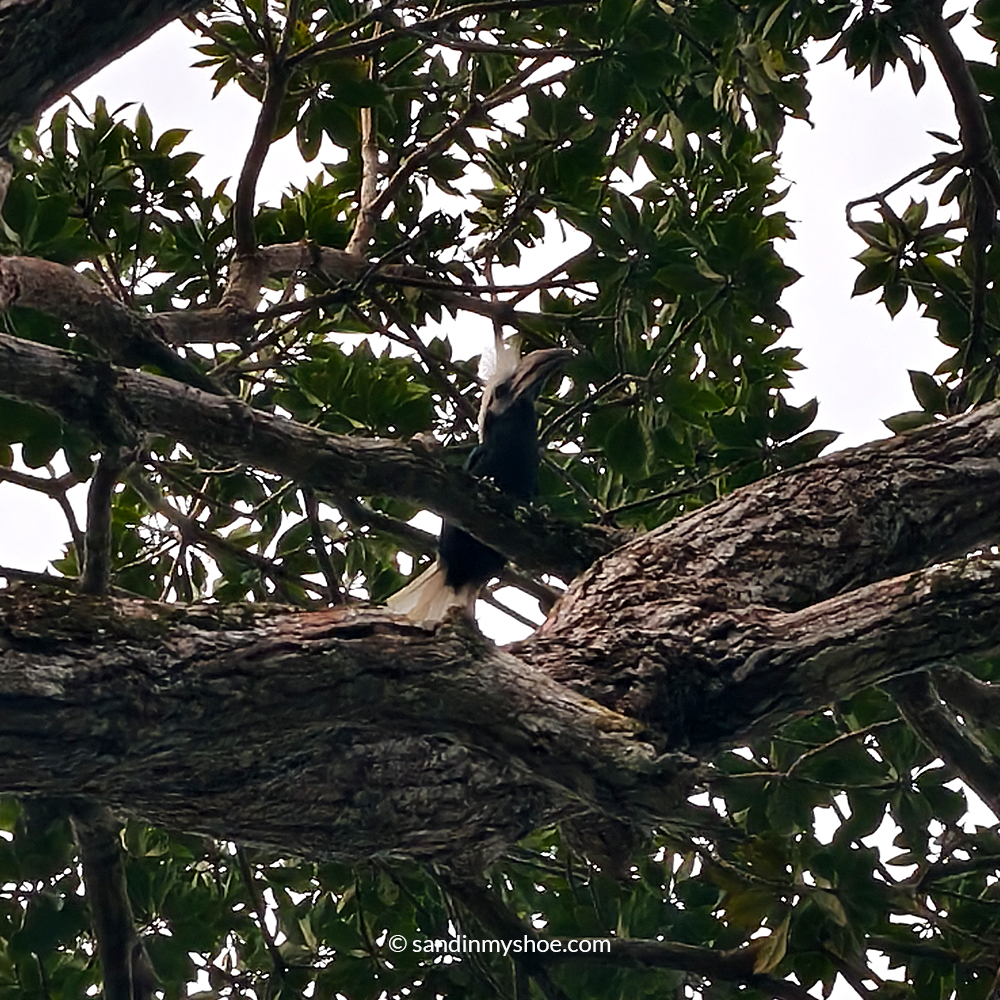 Rhinoceros hornbill perched on a tree during a Borneo safari in the Kinabatangan area