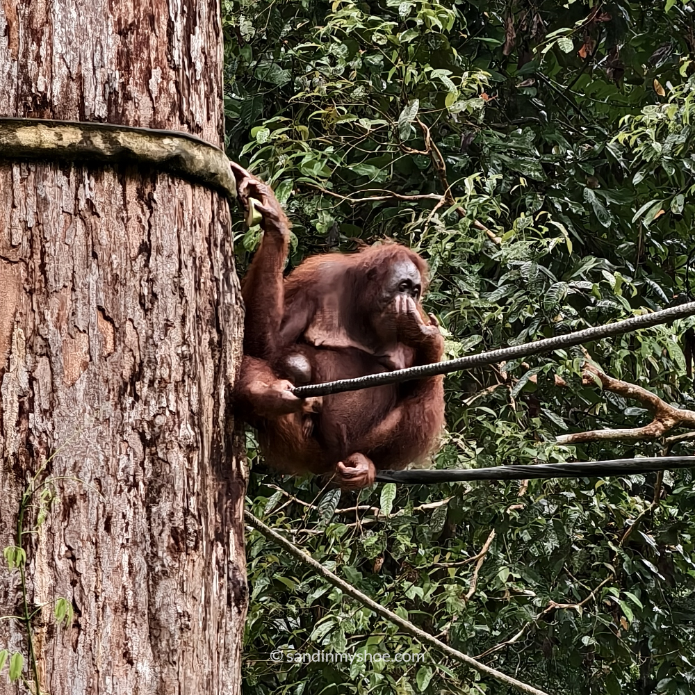 Spotting an orangutan at Sepilok Orangutan Rehabilitation Centre, a top wildlife experience for a Malaysia 3-week itinerary