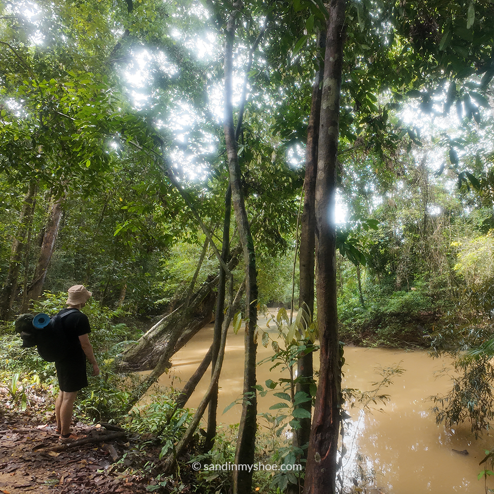 Trekking through Taman Negara jungle, a must-do activity on a Malaysia 3-week itinerary