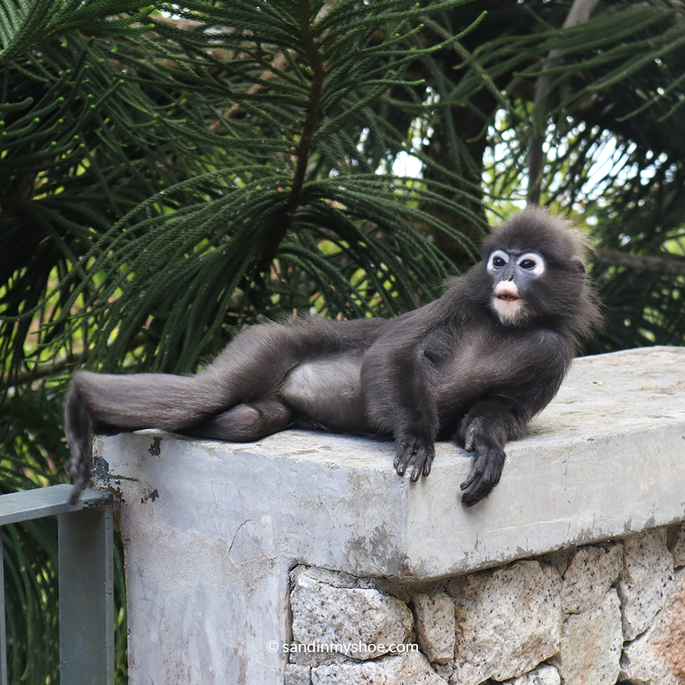 Dusky Leaf Monkey asking me to draw her like one of my french girls.