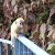 Dusky Leaf Monkey Baby with its golden fur running towards me. 
