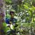Jungle guide sharing knowledge about the rainforest