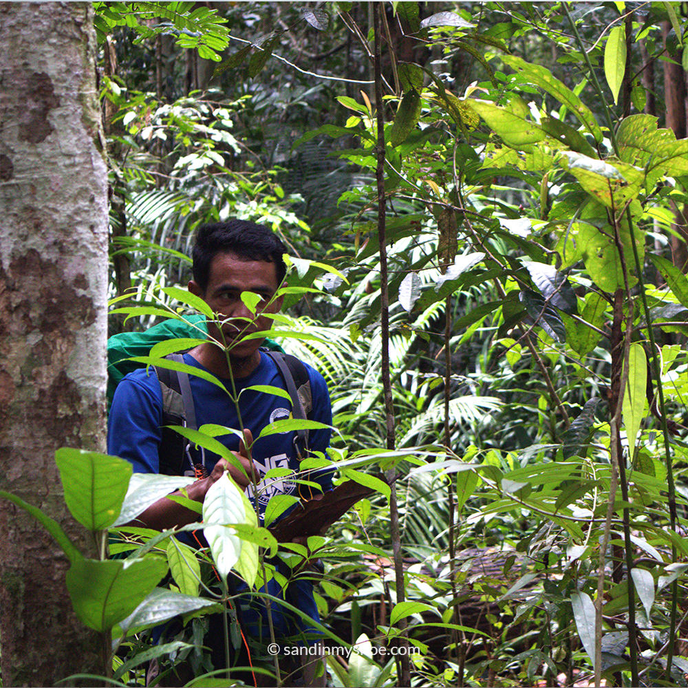 Jungle guide sharing knowledge about the rainforest