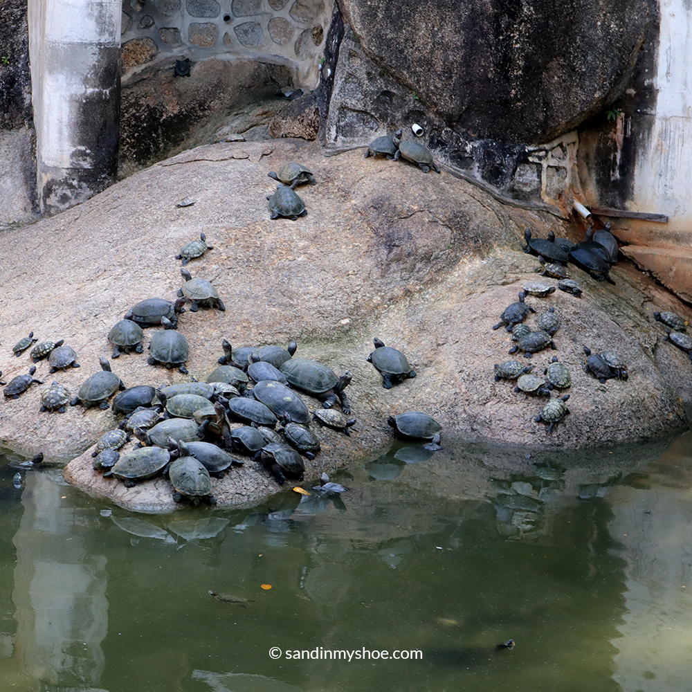 Kek Lok Si temples have hundreds of turtles.