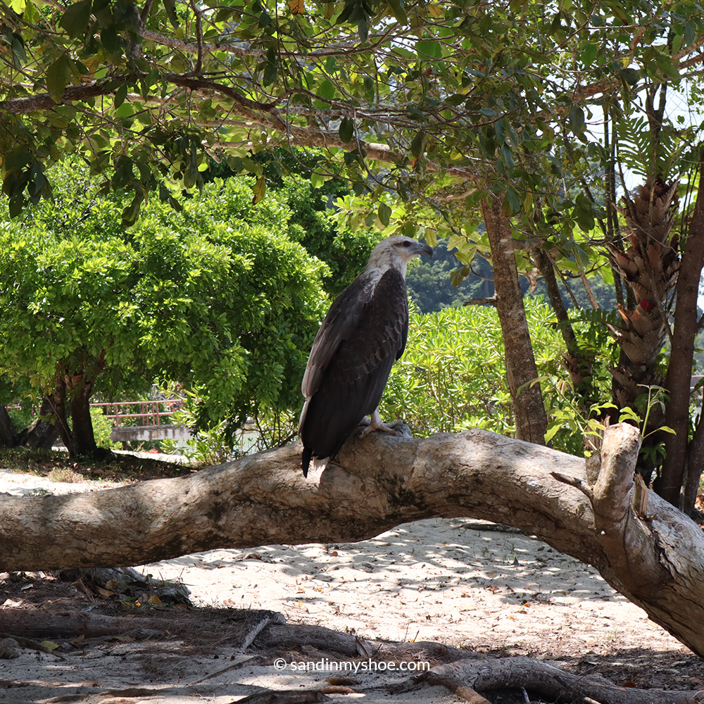 Massive eagle spotted on Turle beach.