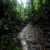 Wet and muddy trekking path in Taman Negara Malaysia