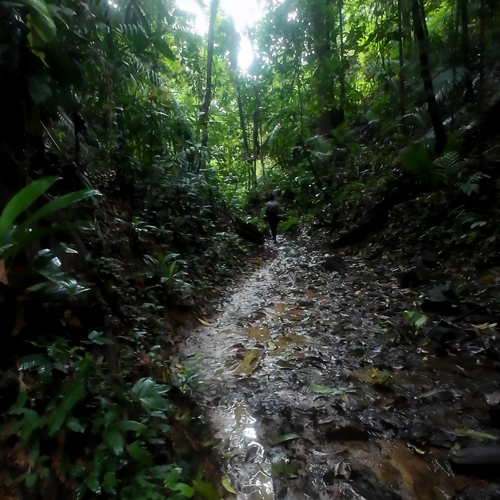 Wet and muddy trekking path in Taman Negara Malaysia