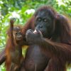 Orangutan adult with child during feeding time in the in Orangutan Sanctuary - One of the best things you can do in Sepilok