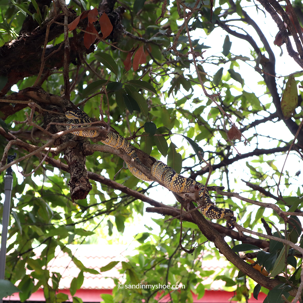 Poisonous snake resting during the day on a tree branch.