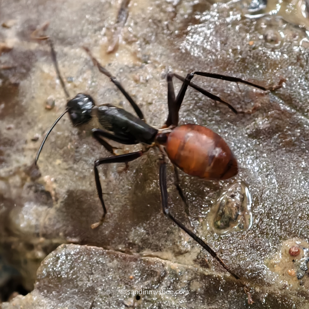 Giant rainforest ants spotted on a jungle trail in Sepilok – a cool little wildlife moment