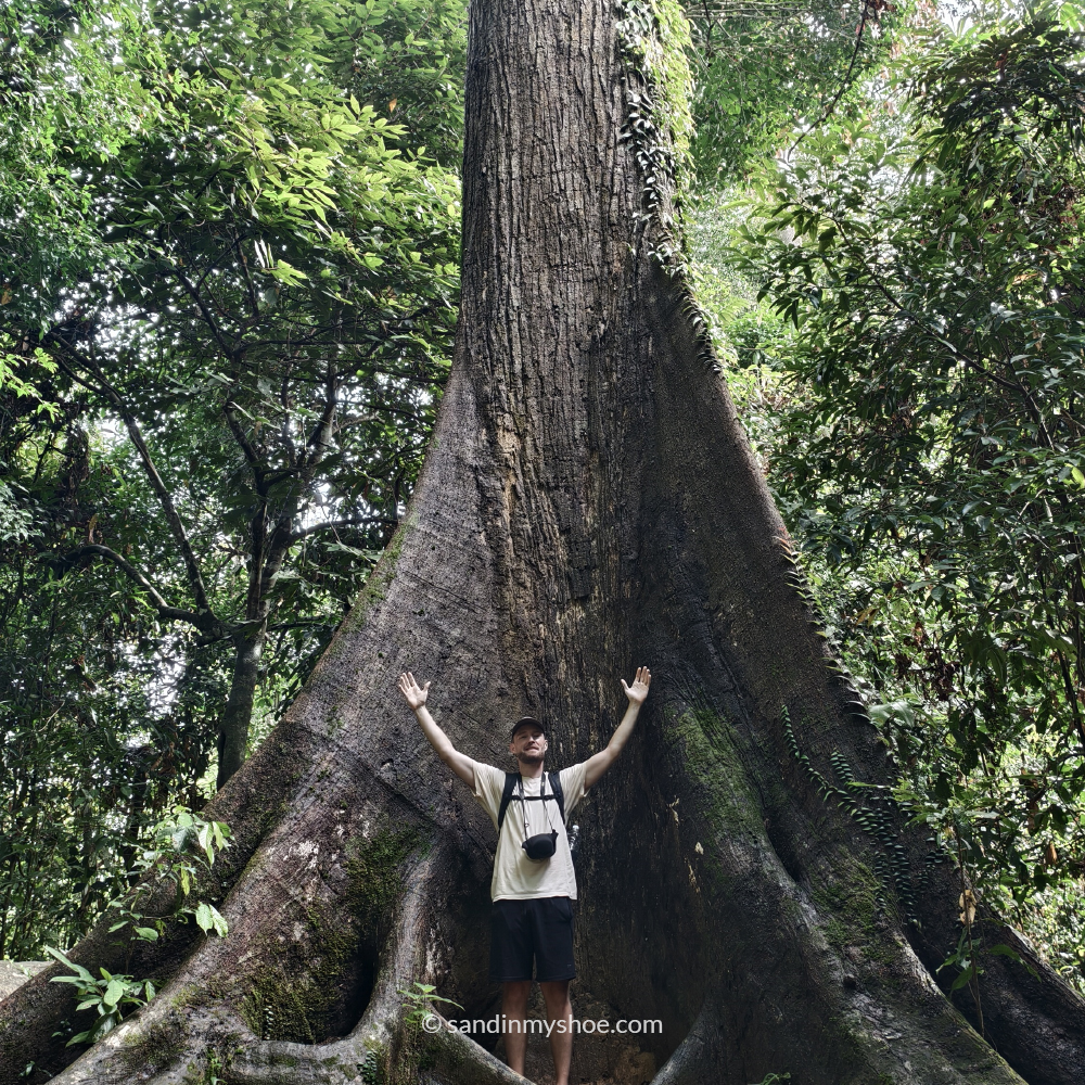 Standing beside a giant tree in Sepilok – a must-see for nature lovers in Borneo