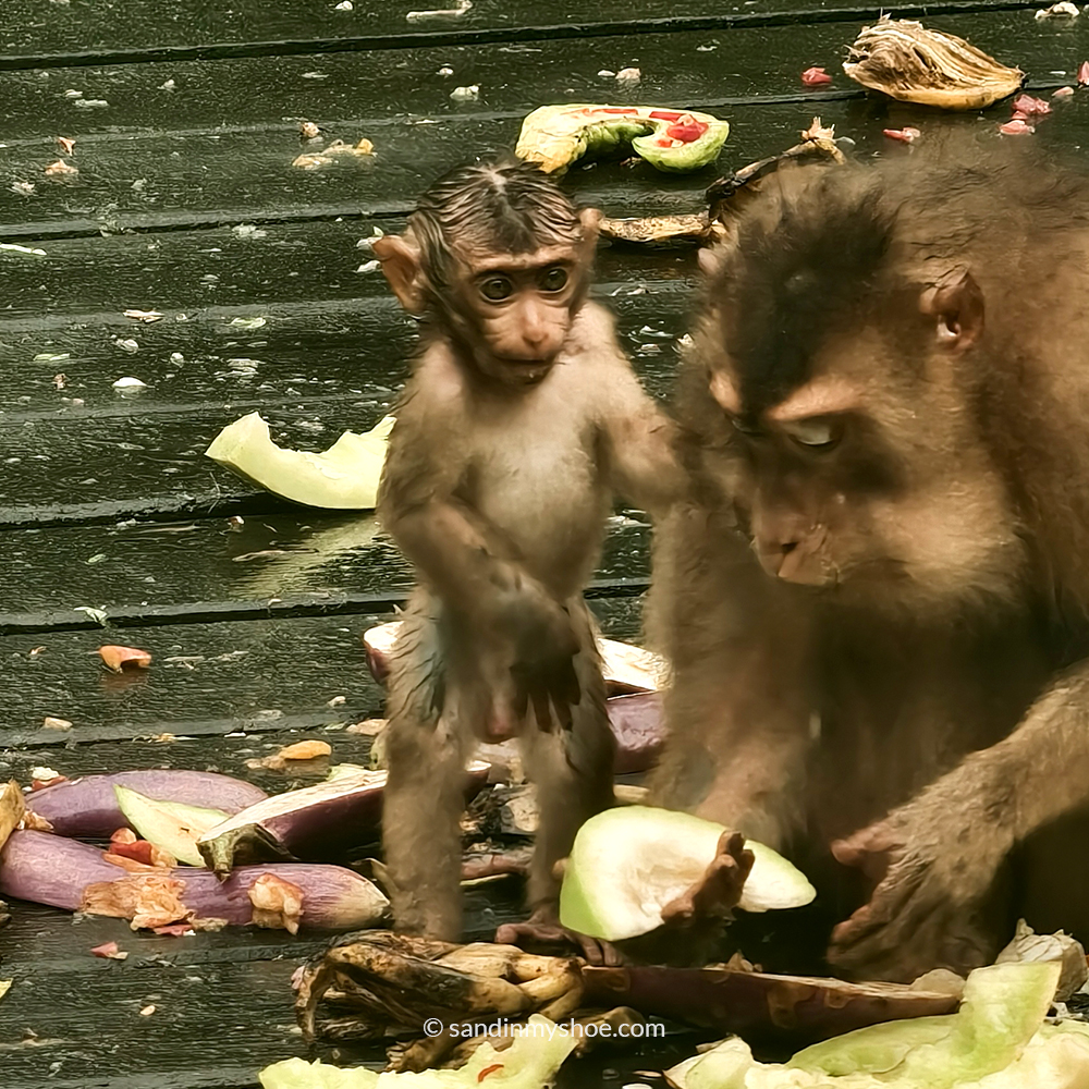 Watching adult and baby pig-tailed macaques at a wildlife sanctuary – one of the top things to do in Sepilok, Borneo