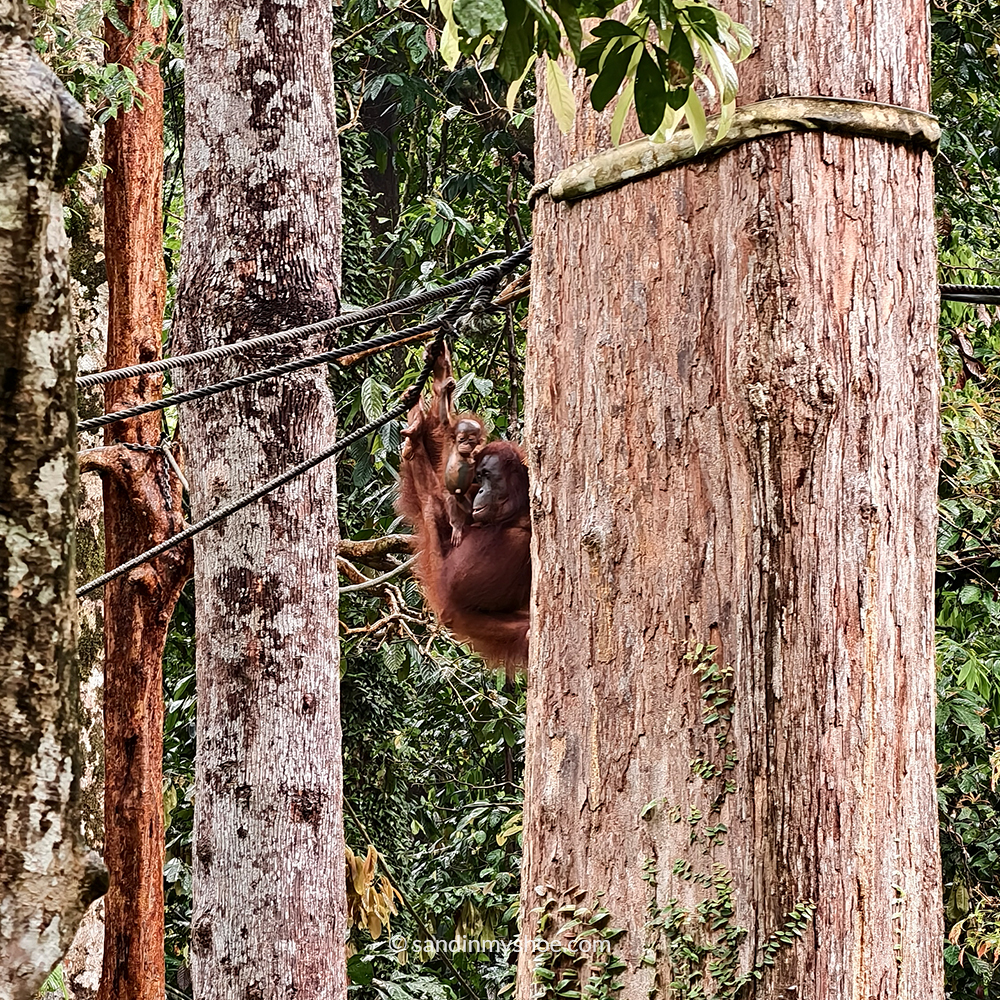 Orangutan hanging out with its baby at the Sepilok Orangutan Rehabilitation Centre - one of the best things to do in Sepilok, Borneo
