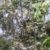 Massive Spider Spotted in Taman Negara