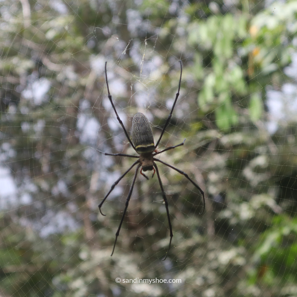 Massive Spider Spotted in Taman Negara