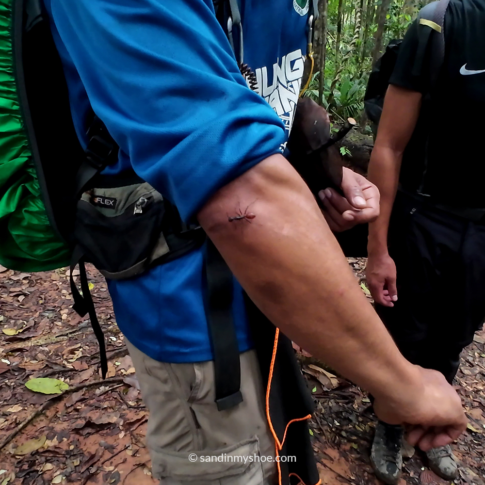Big ant crawling on guide’s arm during Taman Negara jungle trek