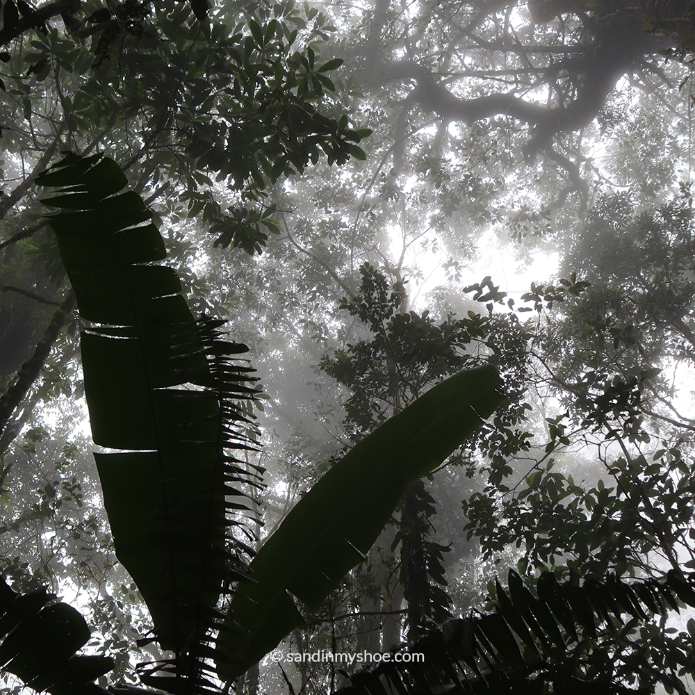 Dense misty forest in the highlands of Kundasang