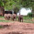 Baby elephants running at the Elephant Transit Home near Udawalawe National Park, Sri Lanka