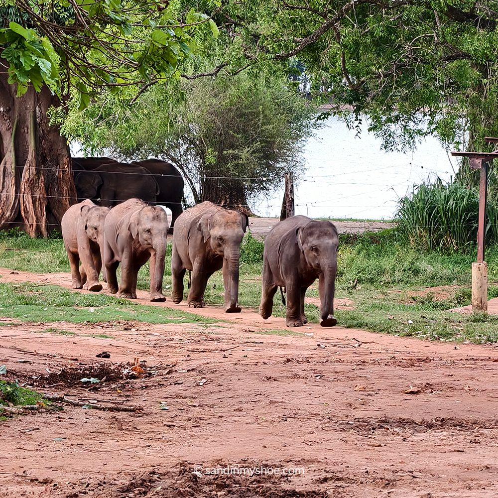 Baby elephants running at the Elephant Transit Home near Udawalawe National Park, Sri Lanka