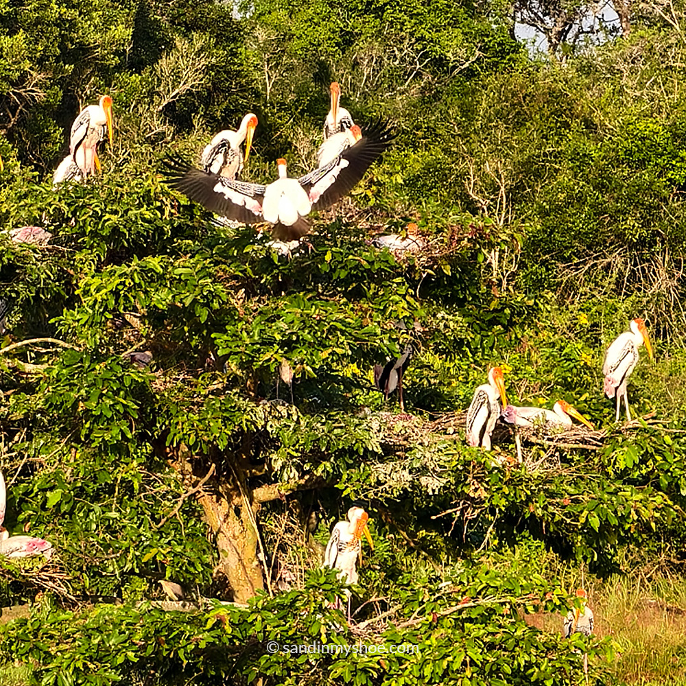 Colorful birds spotted inside a Sri Lanka national park
