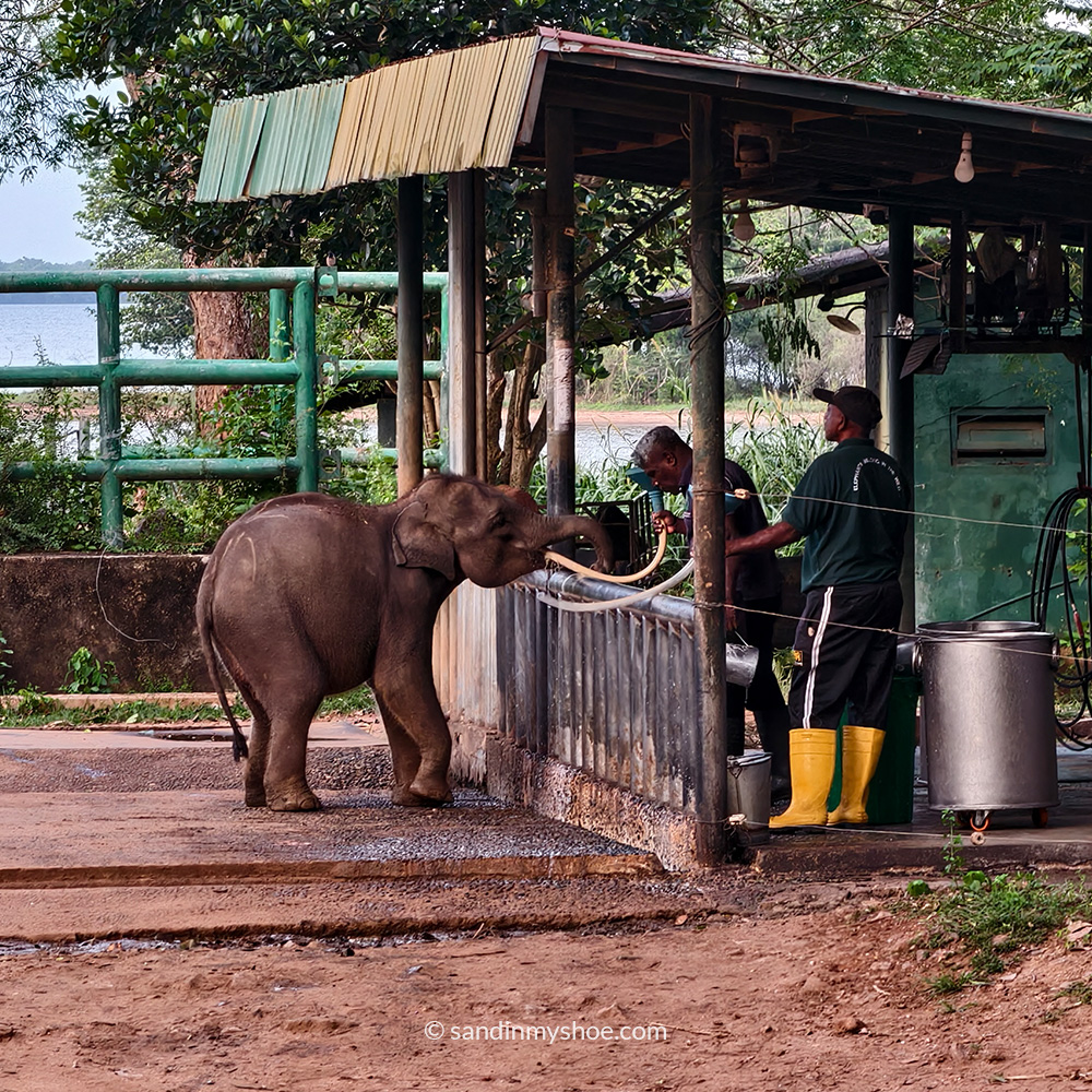 Baby elephant getting fed