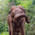 Close-up of a wild elephant in a Sri Lanka national park