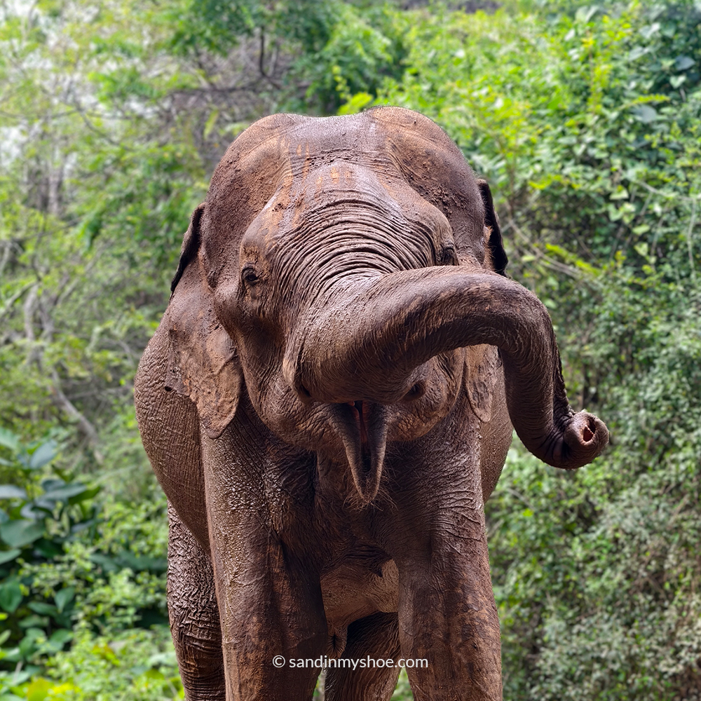 Close-up of a wild elephant in a Sri Lanka national park