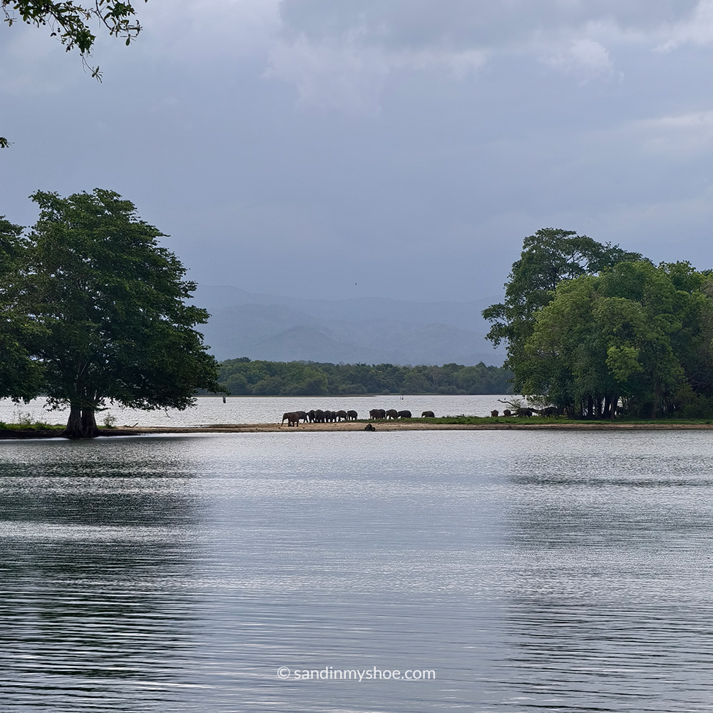 Young elephants walking toward the Elephant Transit Home near Udawalawe National Park in Sri Lanka