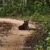 Leopard spotted during a safari in one of Sri Lanka’s national parks