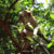 Monkey sitting on a tree in a Sri Lanka national park near Sigiriya