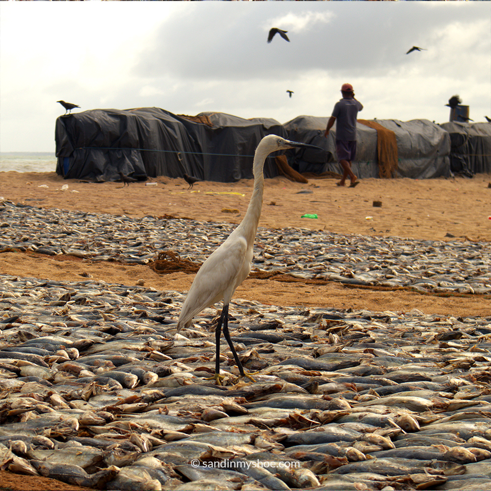 Fish market in Negombo, one of the best things to do in Negombo