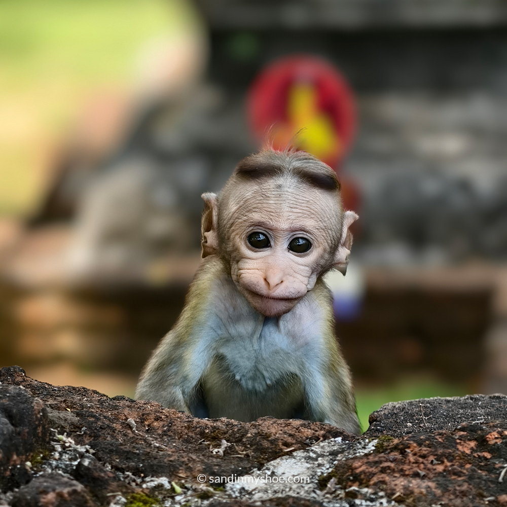 Baby monkey curiously watching hikers on a Sigiriya hikes trail.