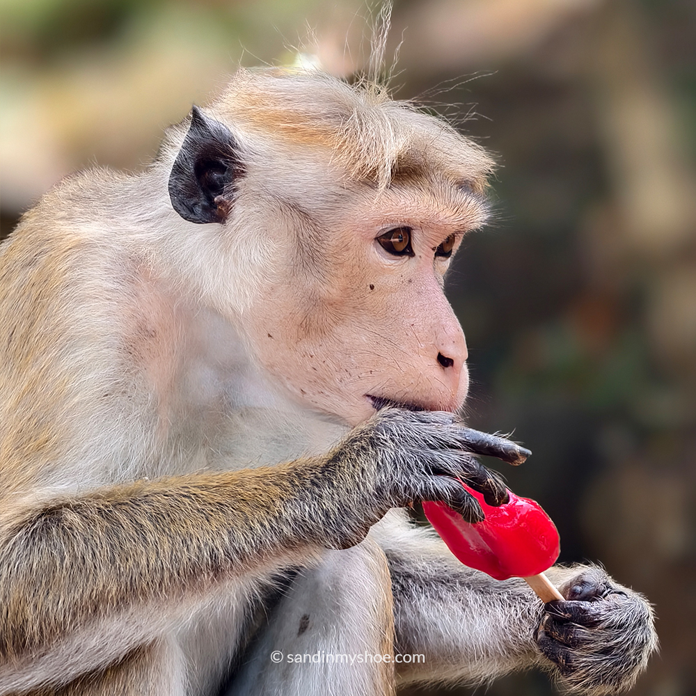 Monkey spotted eating ice cream along the Sigiriya hikes route.