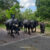 Cows blocking the road on a typical tuk tuk itinerary through Sri Lanka’s countryside.