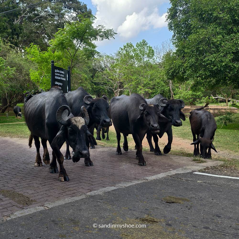 Cows blocking the road on a typical tuk tuk itinerary through Sri Lanka’s countryside.